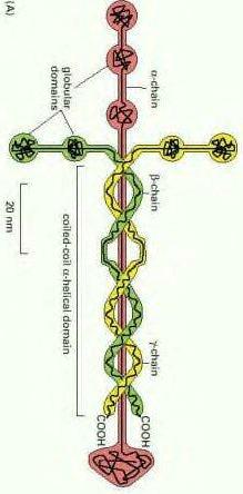 webassets/Laminin--01--2013-03-17.jpg